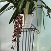 Cymbidium Dorothy Stockstill «Forgotten Fruit» 03.21